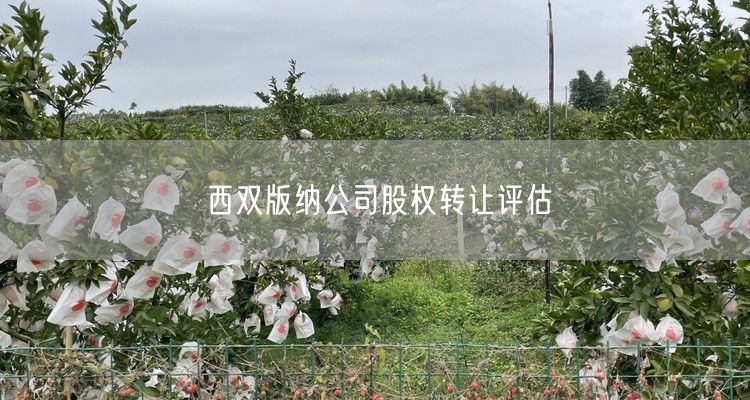 西双版纳公司股权转让评估