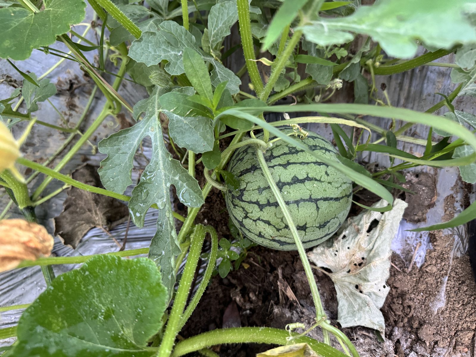 青苗补偿评估现场清点的覆膜种植地块