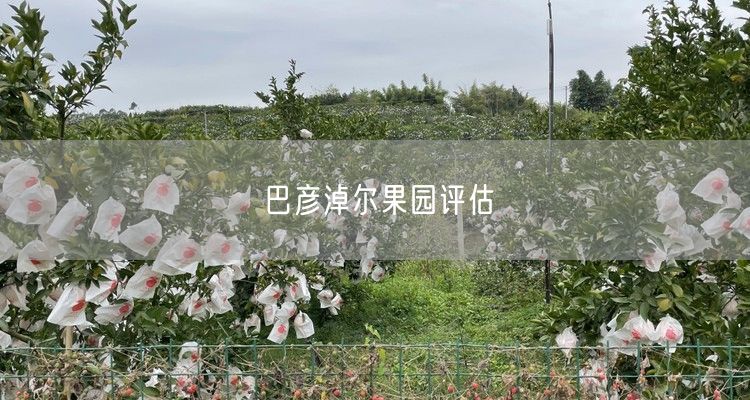 巴彦淖尔果园评估