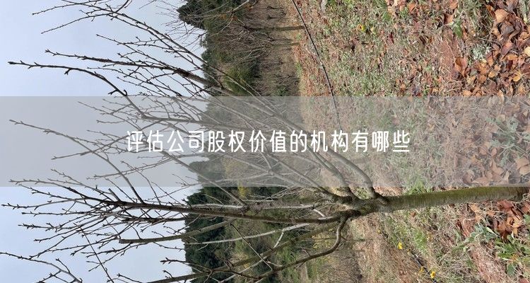 评估公司股权价值的机构有哪些